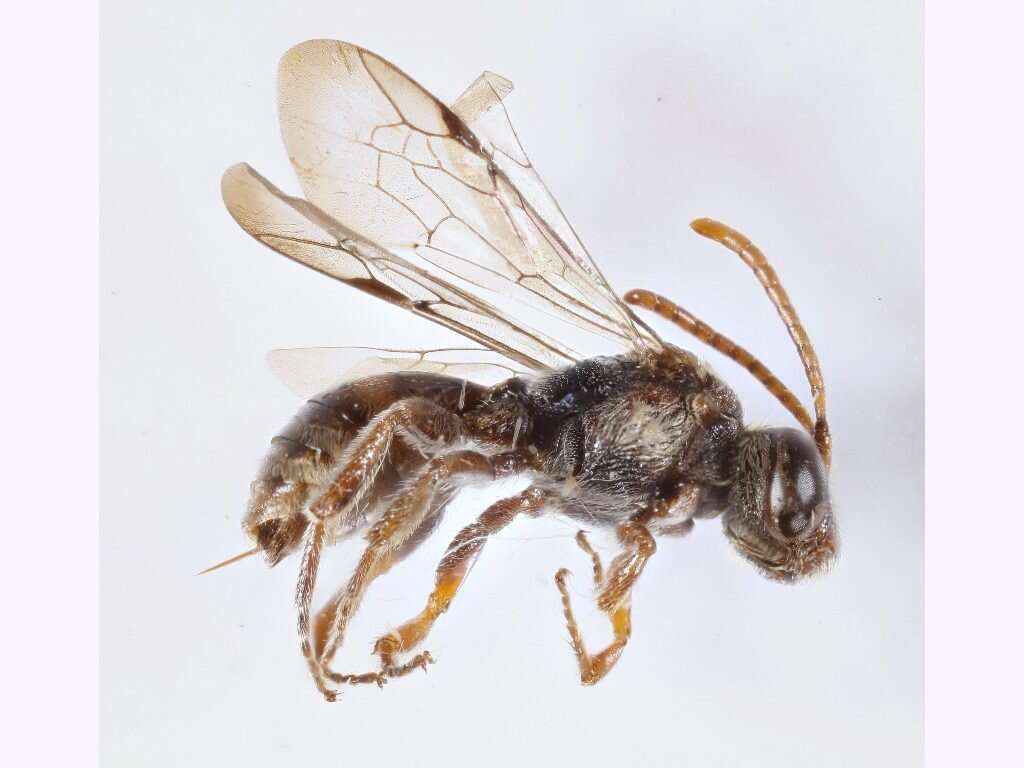 Image of Nomada australensis Perkins 1912