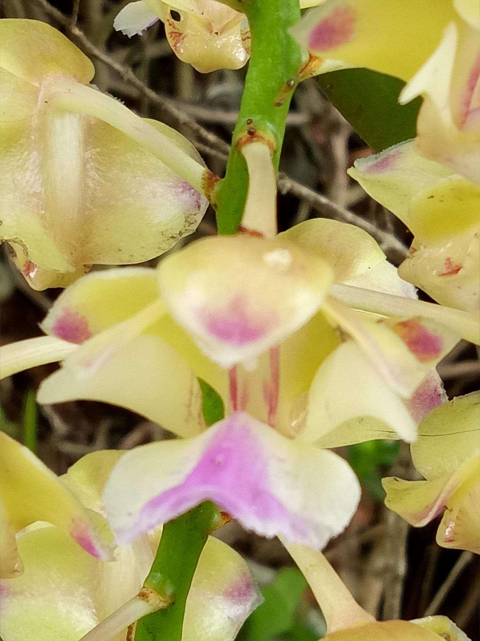 Image of Aerides houlletiana Rchb. fil.