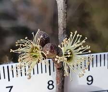 Image of Eucalyptus ligustrina A. Cunn. ex DC.