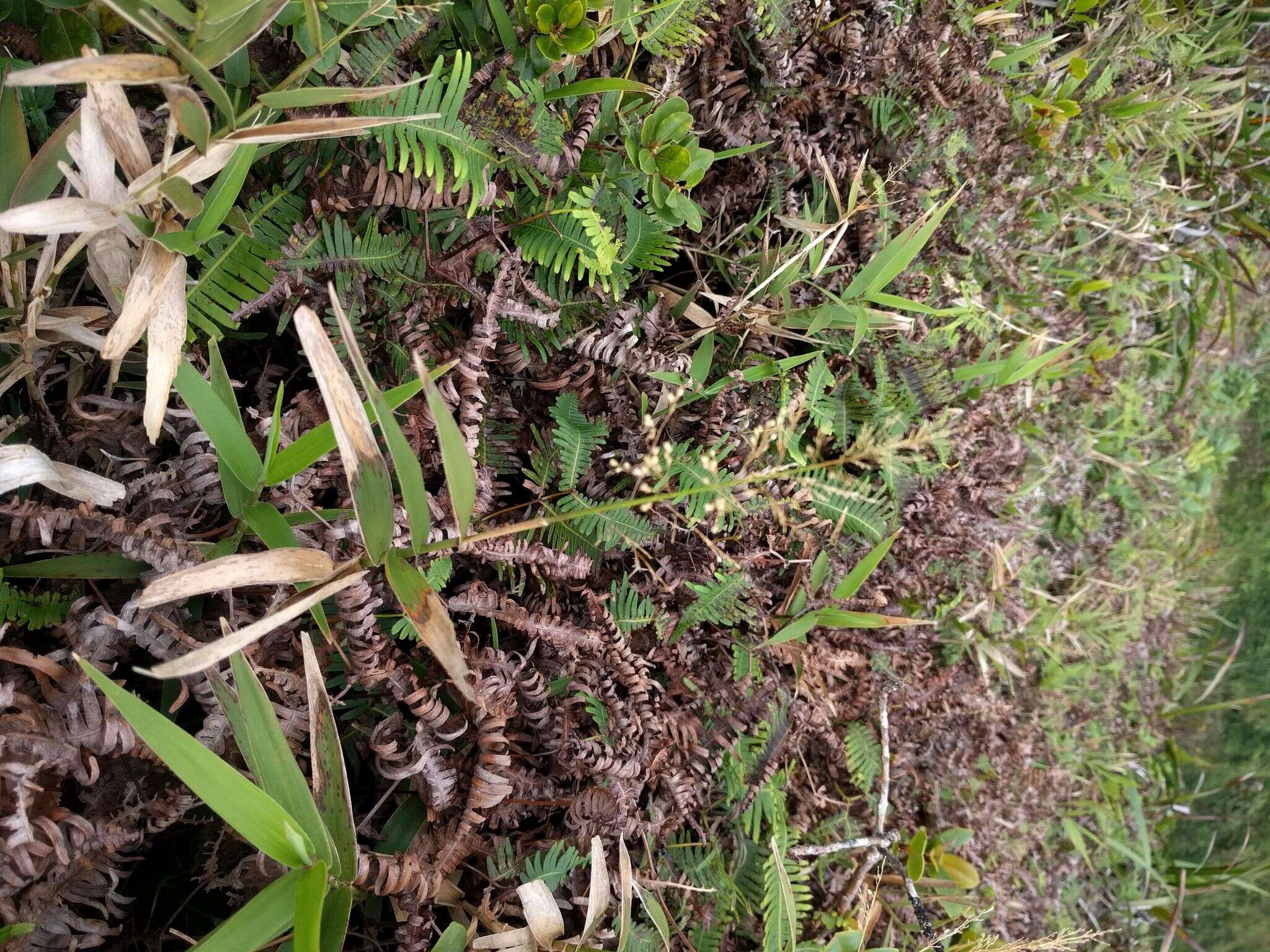 Plancia ëd Isachne distichophylla Munro ex Hillebr.