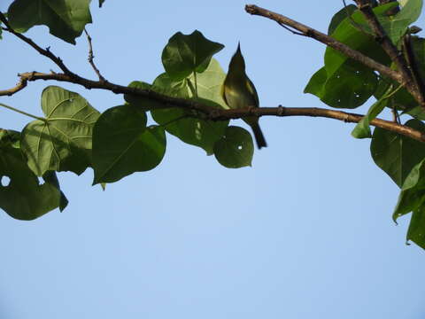 Image of Dark-eyed White-eye