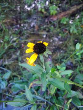 Image of Rudbeckia tenax C. L. Boynt. & Beadle