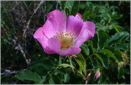 Image of Rosa glabrifolia C. A. Mey. ex Rupr.