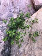 Euphorbia schizoloba Engelm. resmi