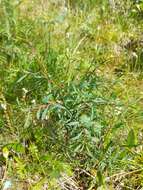 Image de Spiraea alpina Pall.