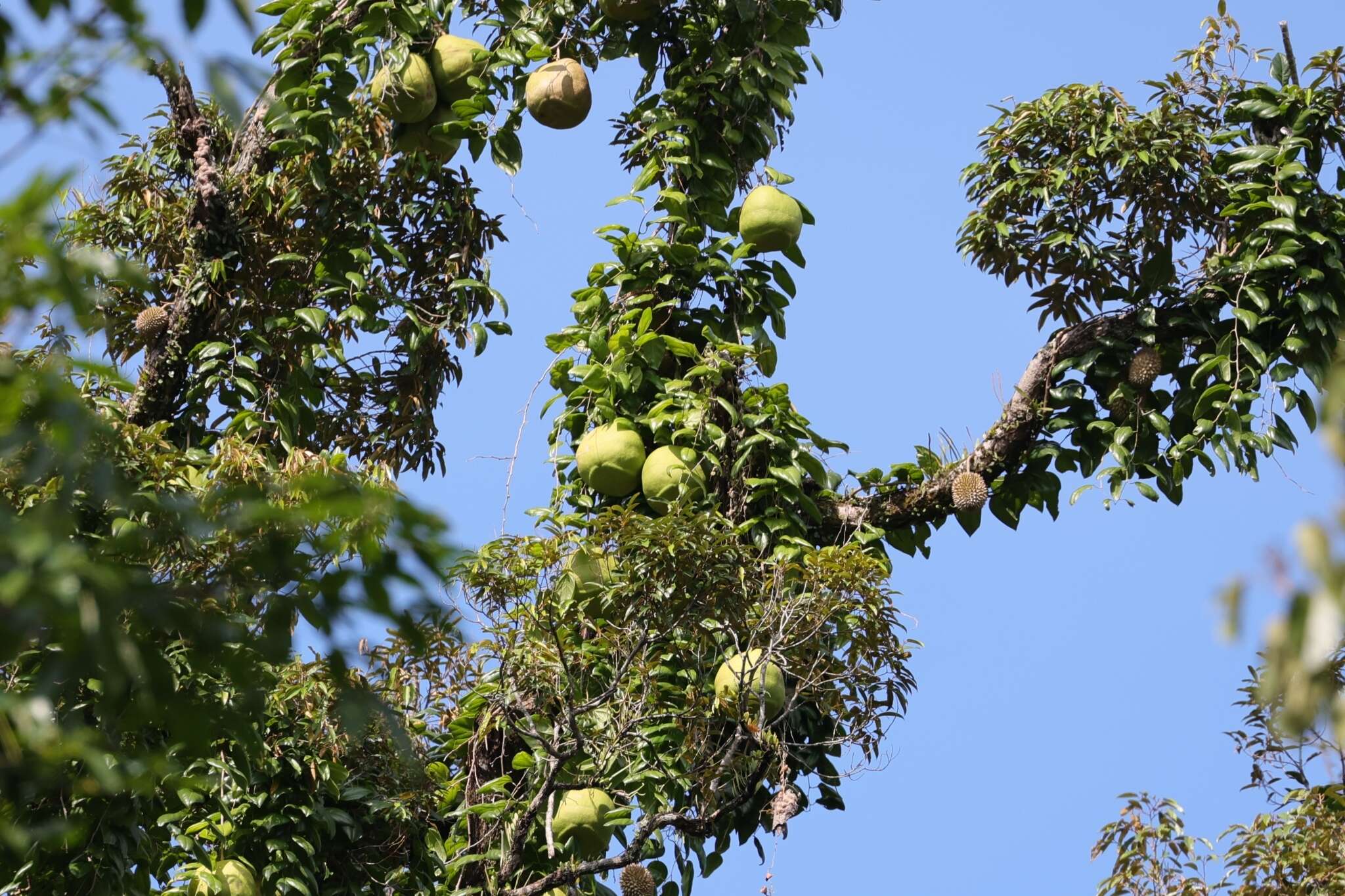 Image of Javan cucumber