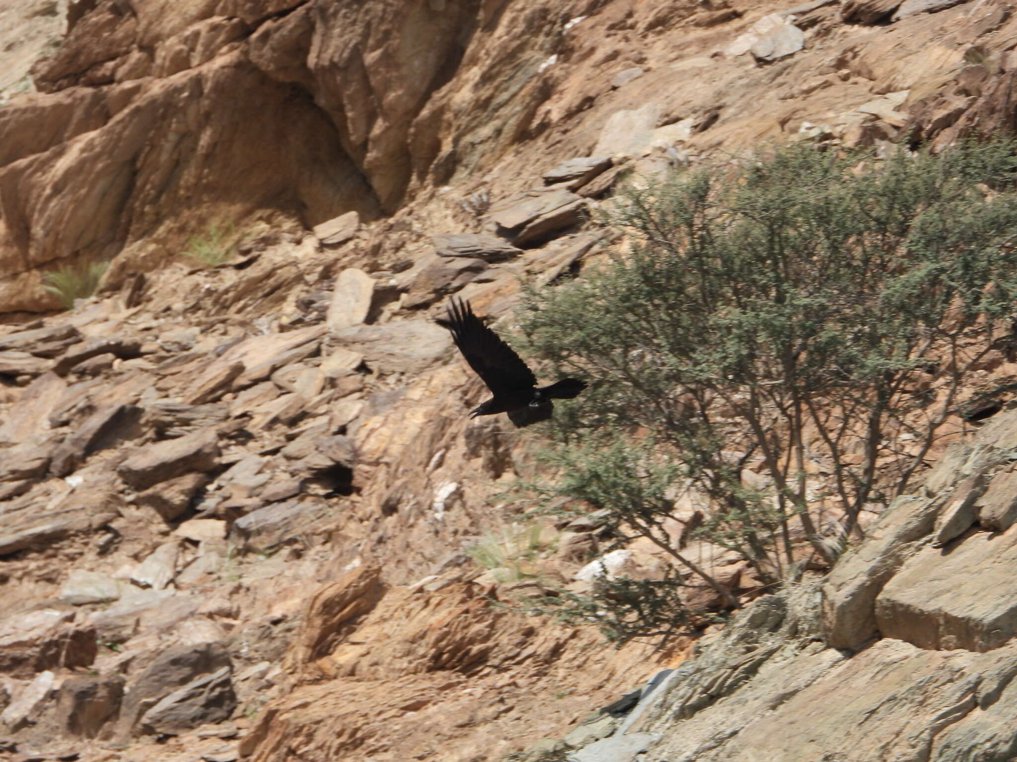 Image of Brown-necked Raven