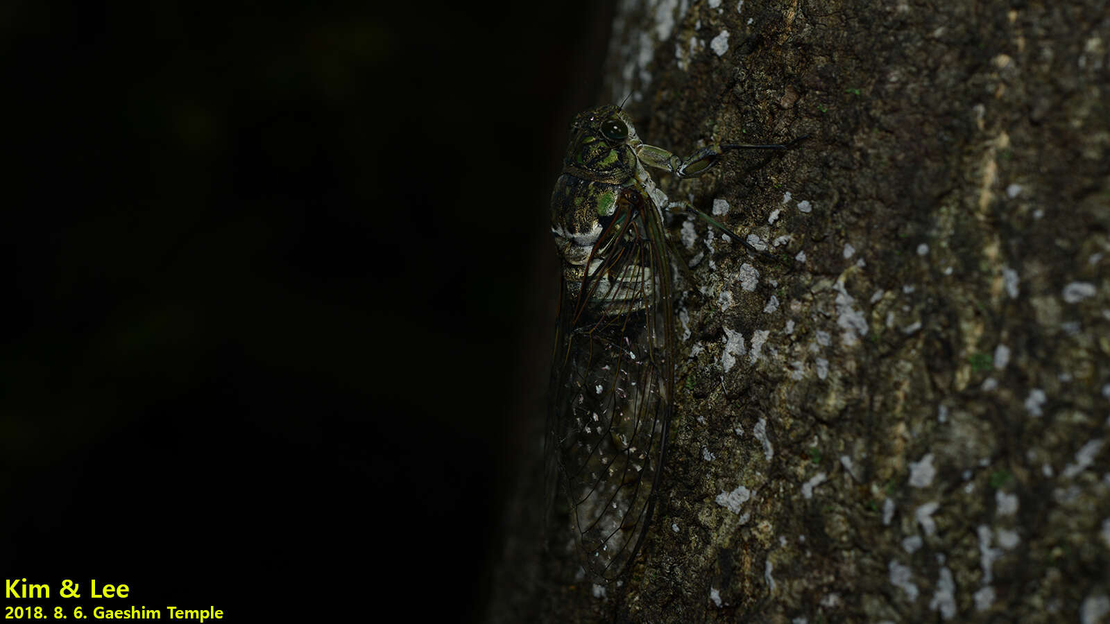 Hyalessa maculaticollis (Motschulsky 1866) resmi