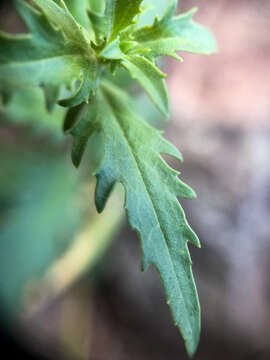 Image of cutleaf beardtongue