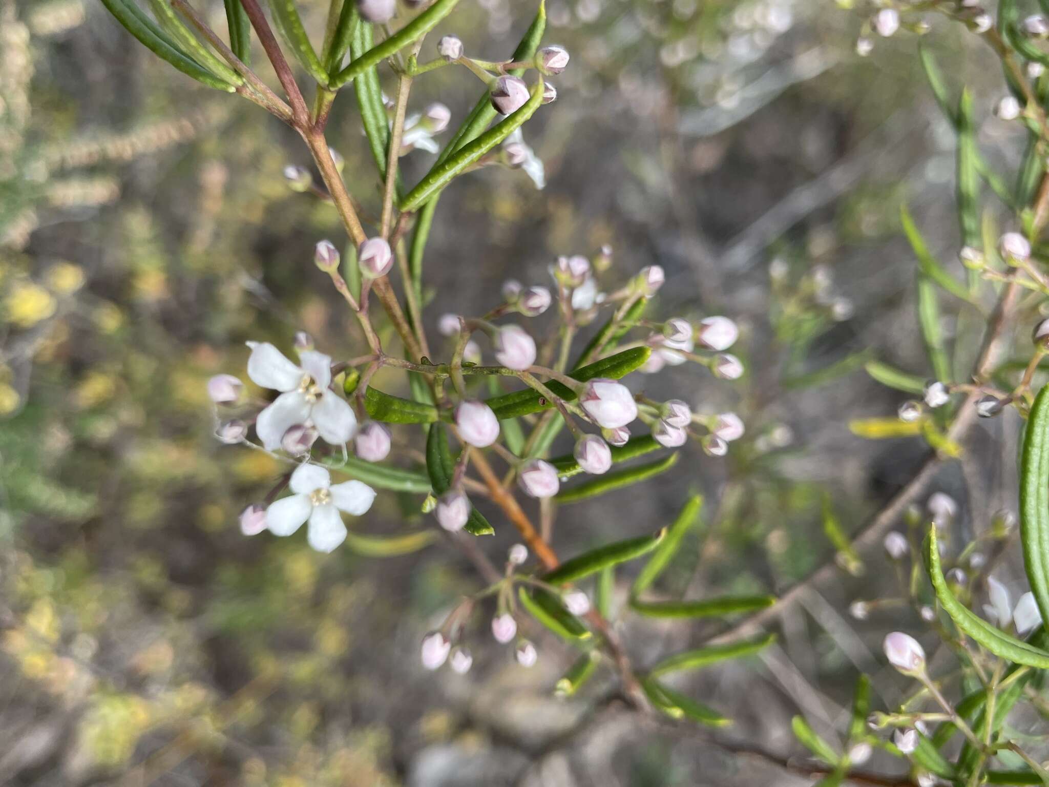 Image of Zieria laevigata Bonpl.