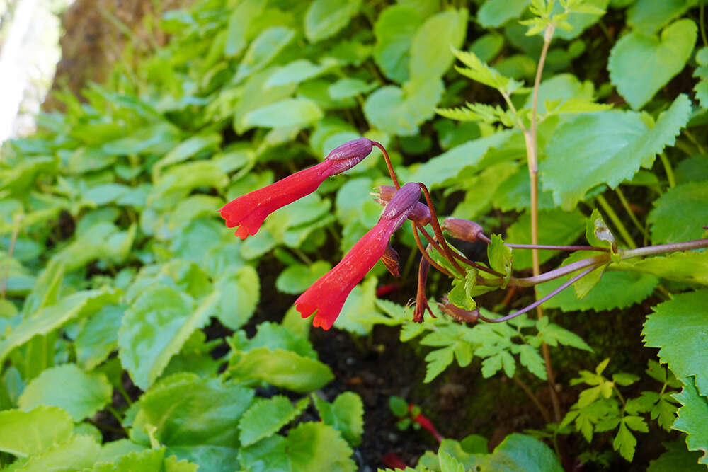 Image de Ourisia ruellioides (L. fil.) Kuntze