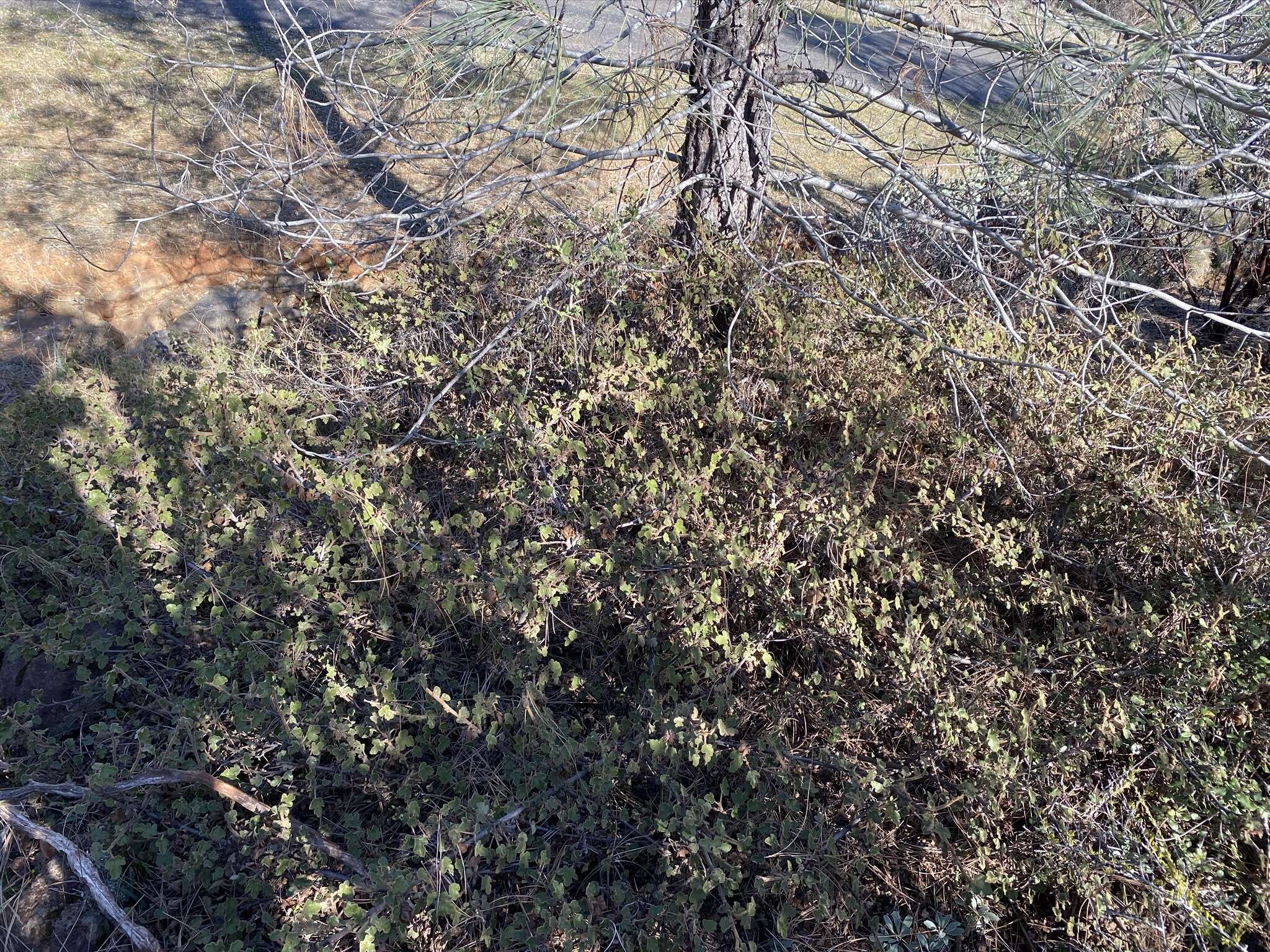 Image of Pine Hill flannelbush