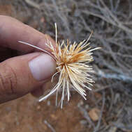 Imagem de Pseudobombax parvifolium Carv.-Sobr. & L. P. Queiroz