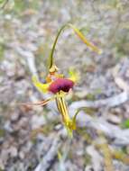 Image of Butterfly orchid