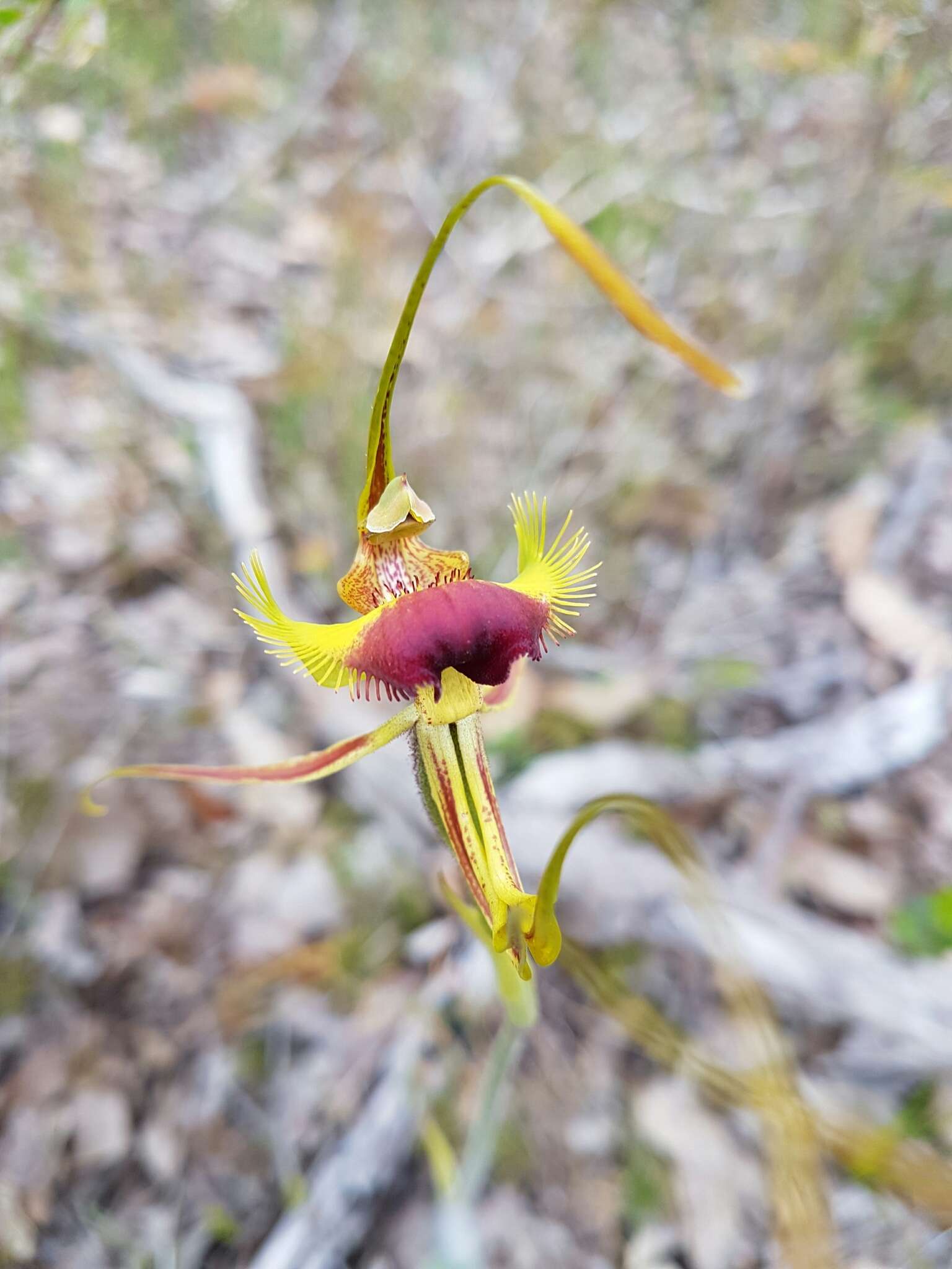 Image of Butterfly orchid