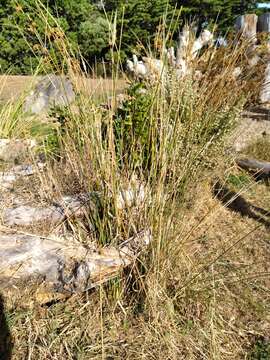 Image of Juncus australis J. D. Hook.