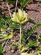 Image de Oxytropis evenorum Jurtzev & A. P. Khokhr.