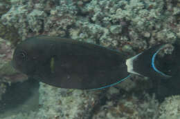 Image of Blue-banded Pualu