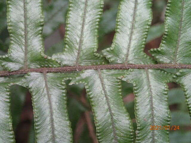 Image of Microlepia hookeriana (Wall.) C. Presl