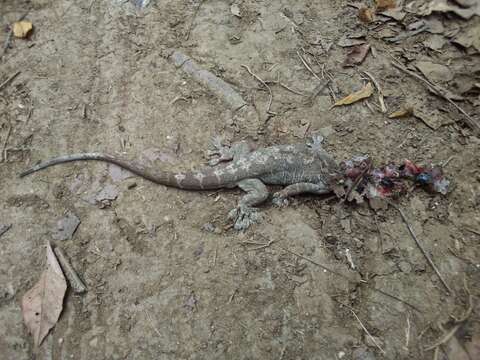 Image of Spotted Caribbean Gecko