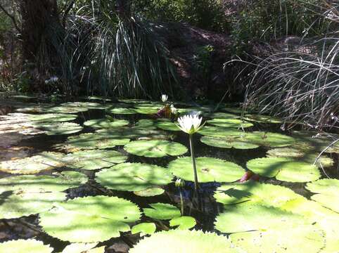 Image de Nymphaea ampla (Salisb.) DC.