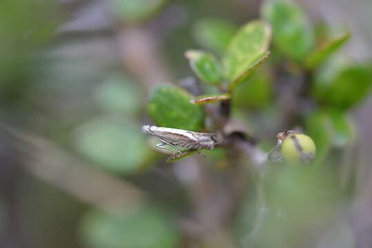 Image of Glyphipterix oxymachaera