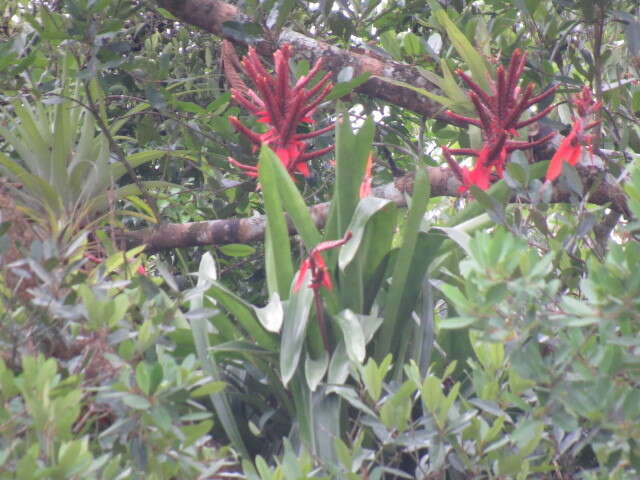 Image of Aechmea tillandsioides (Mart. ex Schult. & Schult. fil.) Baker