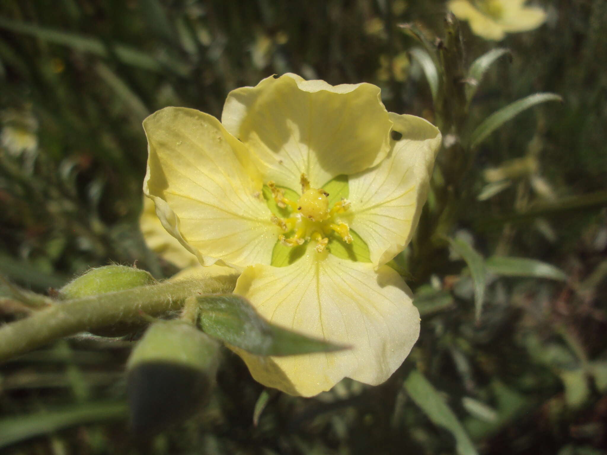 صورة Ludwigia sericea (Cambess.) Hara