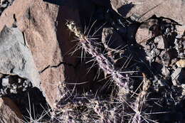 Image of Graham's pricklypear