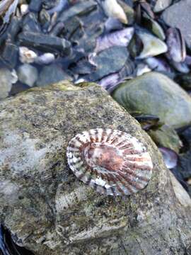 Image of golden limpet