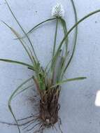 Image of Cyperus alatus subsp. albus (Nees) Lye