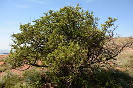 Image of Vangueria parvifolia Sond.