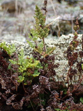 Image de Oeosporangium tinaei (Tod.) Fraser-Jenk.