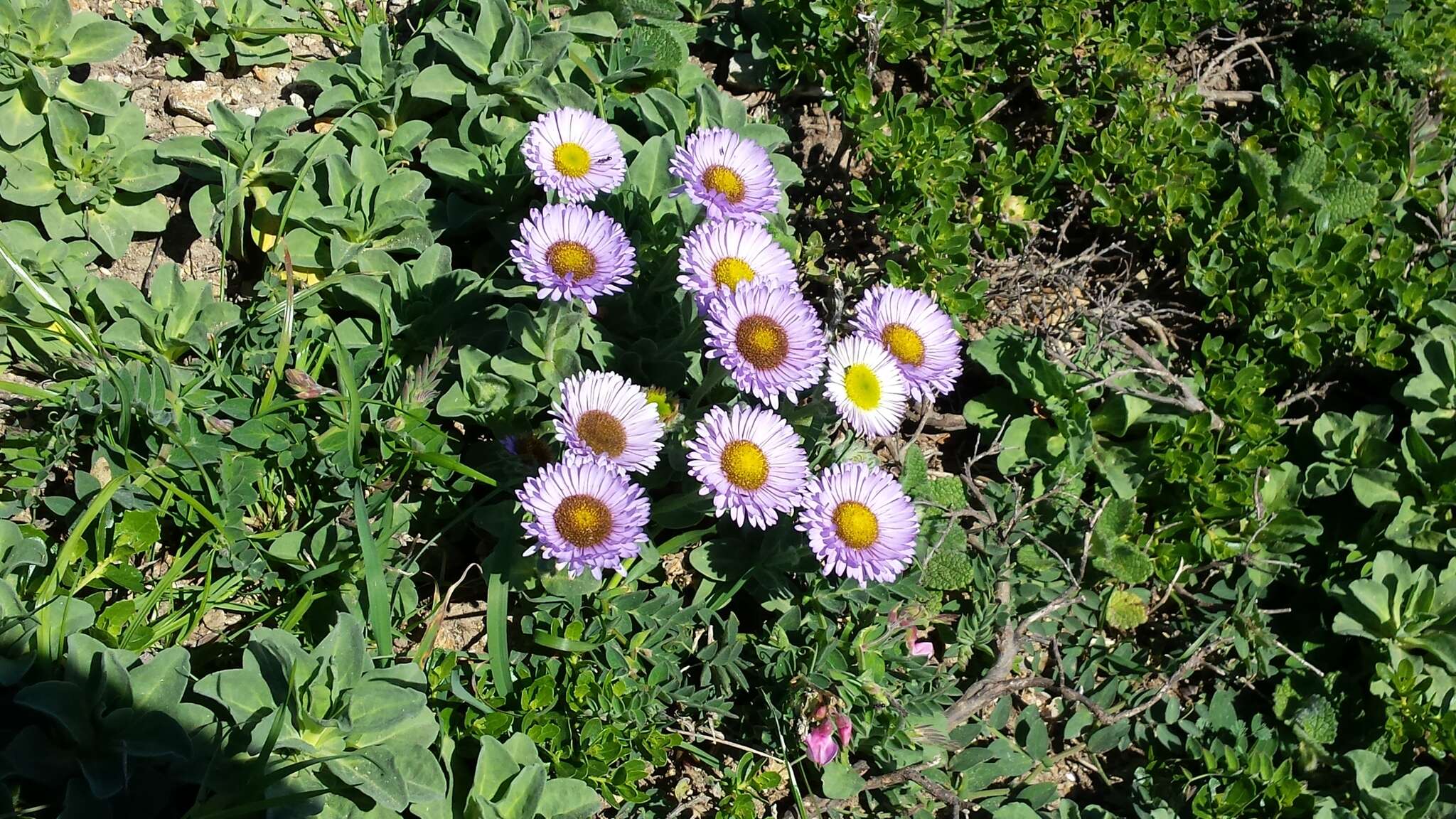 Image of seaside fleabane