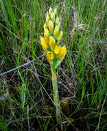 Image of Chloraea gavilu Lindl.