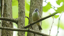 Image of Black-chinned Yuhina