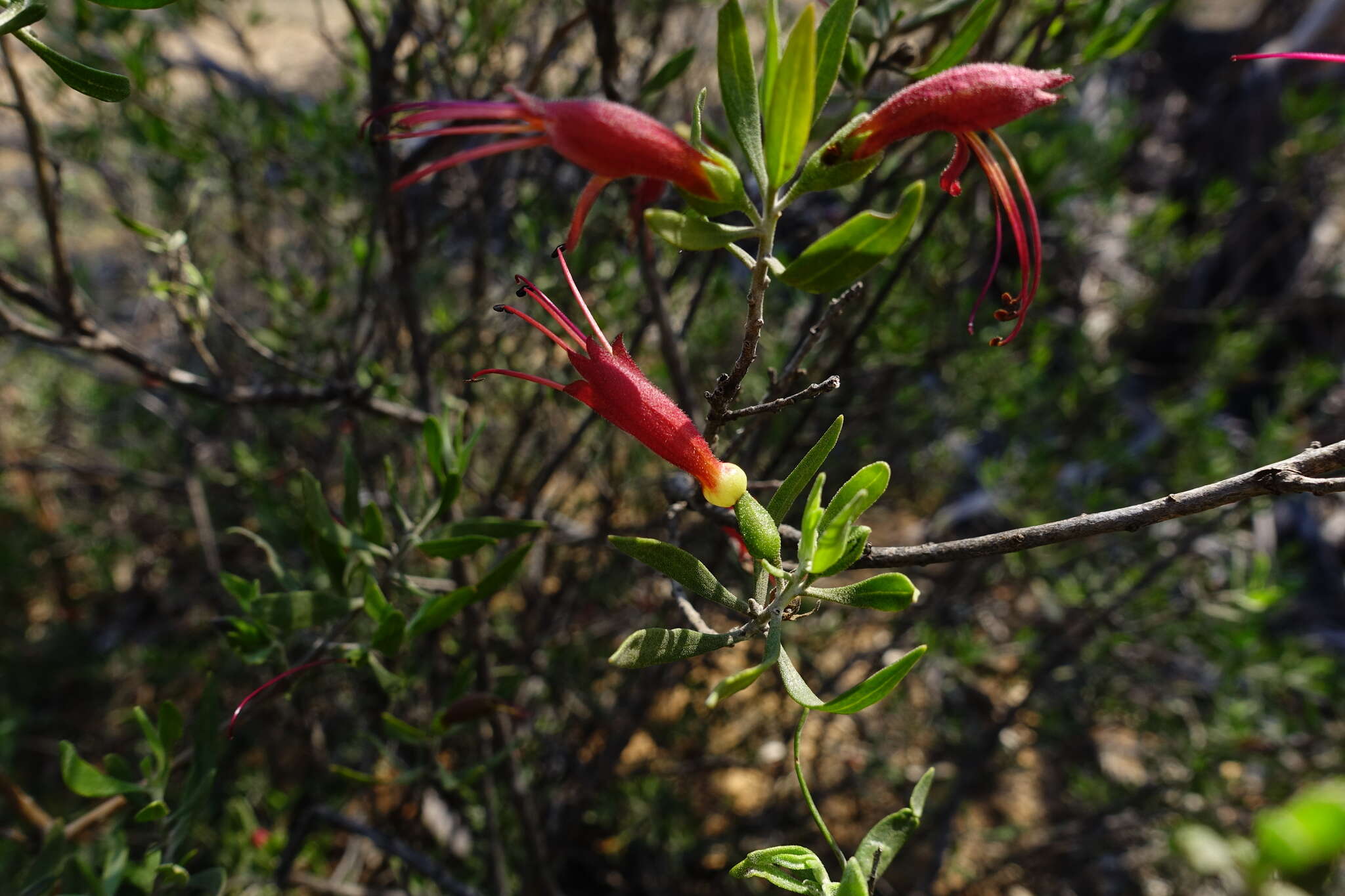 صورة Eremophila glabra subsp. glabra