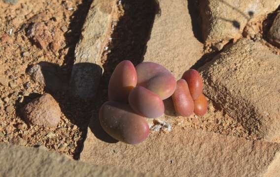 Image de Tylecodon reticulatus subsp. reticulatus