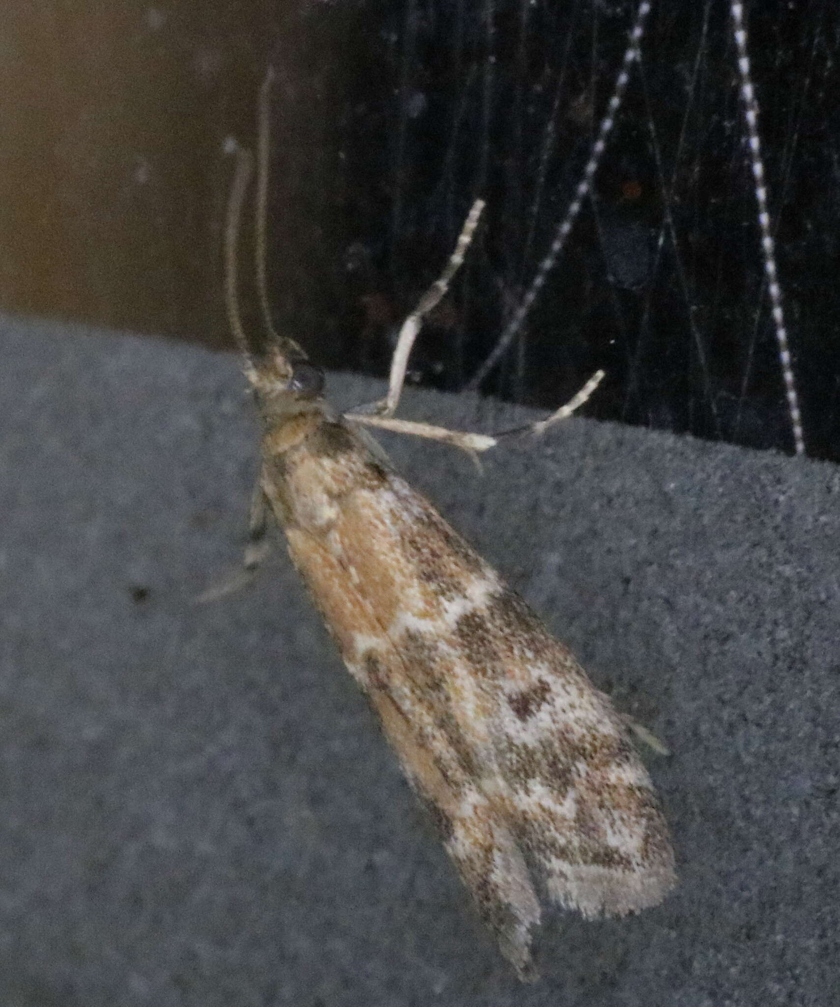 Image of Brower's Vitula Moth