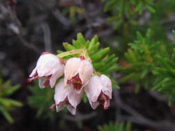 Image of Erica curvirostris var. curvirostris