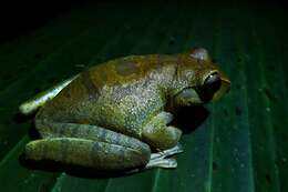 Image of Masked tree frog