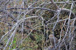 Image of <i>Bubo virginianus magellanicus</i>