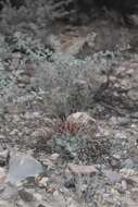 Image of Thelocactus hexaedrophorus subsp. lloydii (Britton & Rose) N. P. Taylor