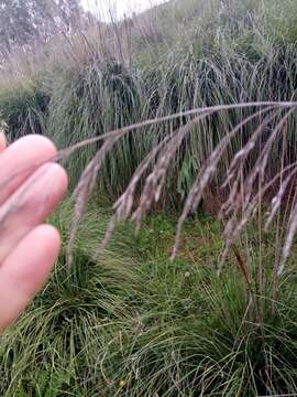 Image of Mauritanian grass