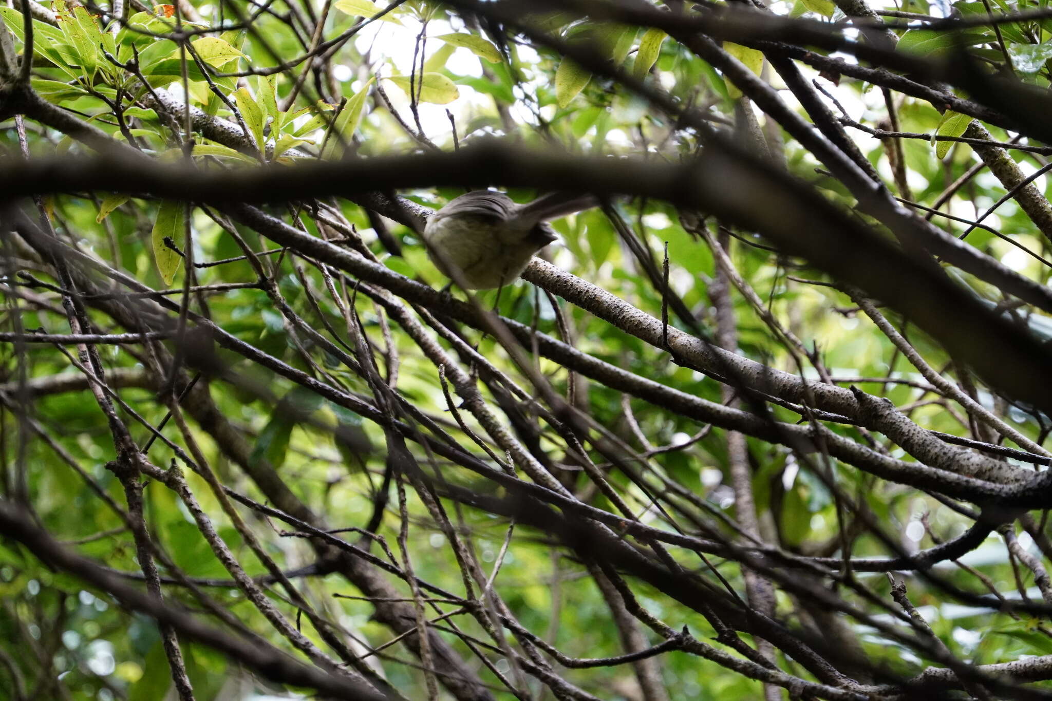 Image of Rodrigues Warbler