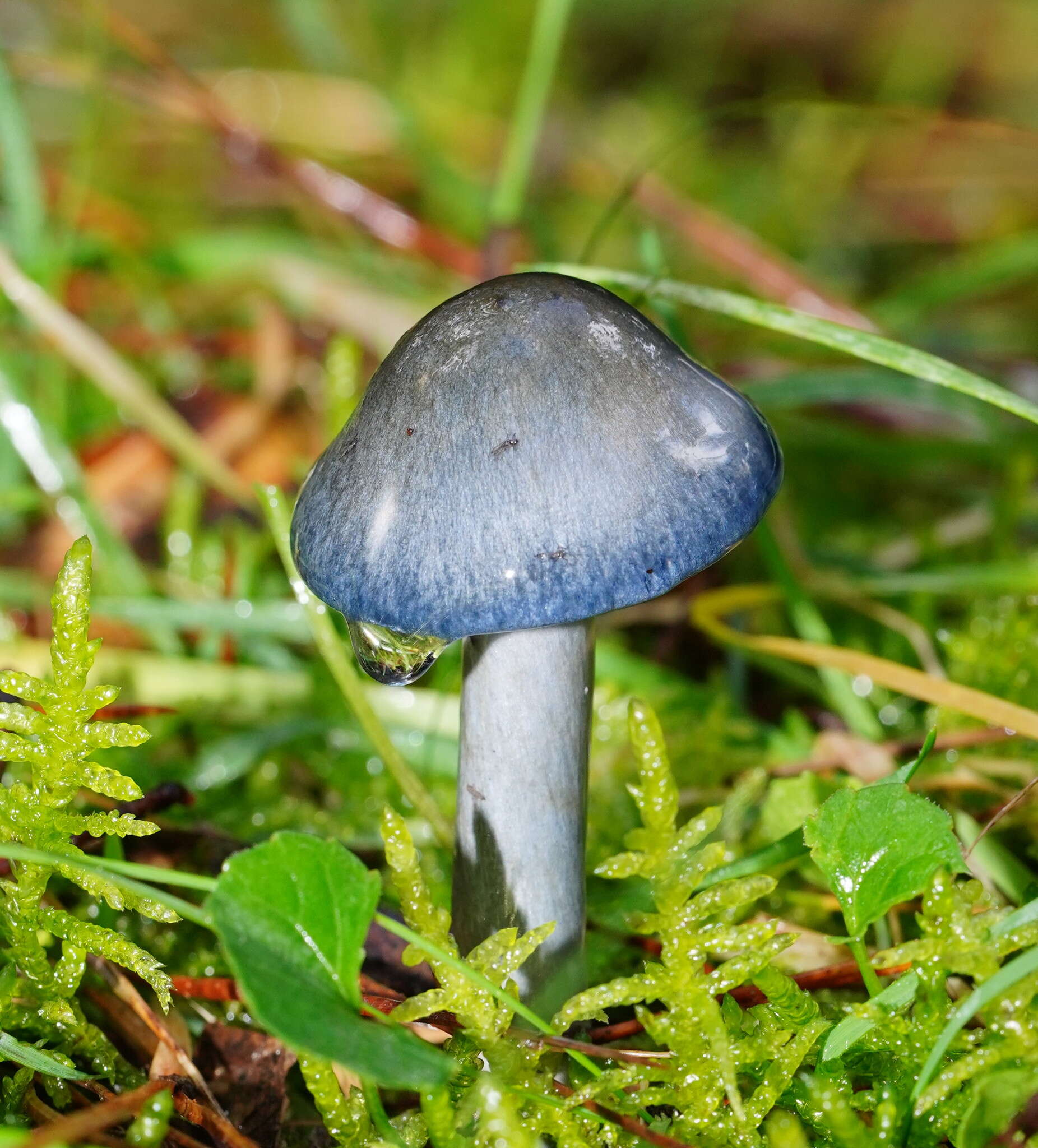 Image of Cortinarius rotundisporus Cleland & Cheel 1918