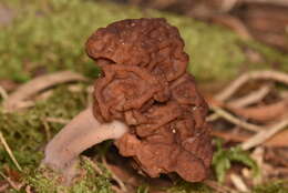 Image of <i>Gyromitra antarctica</i> Rehm