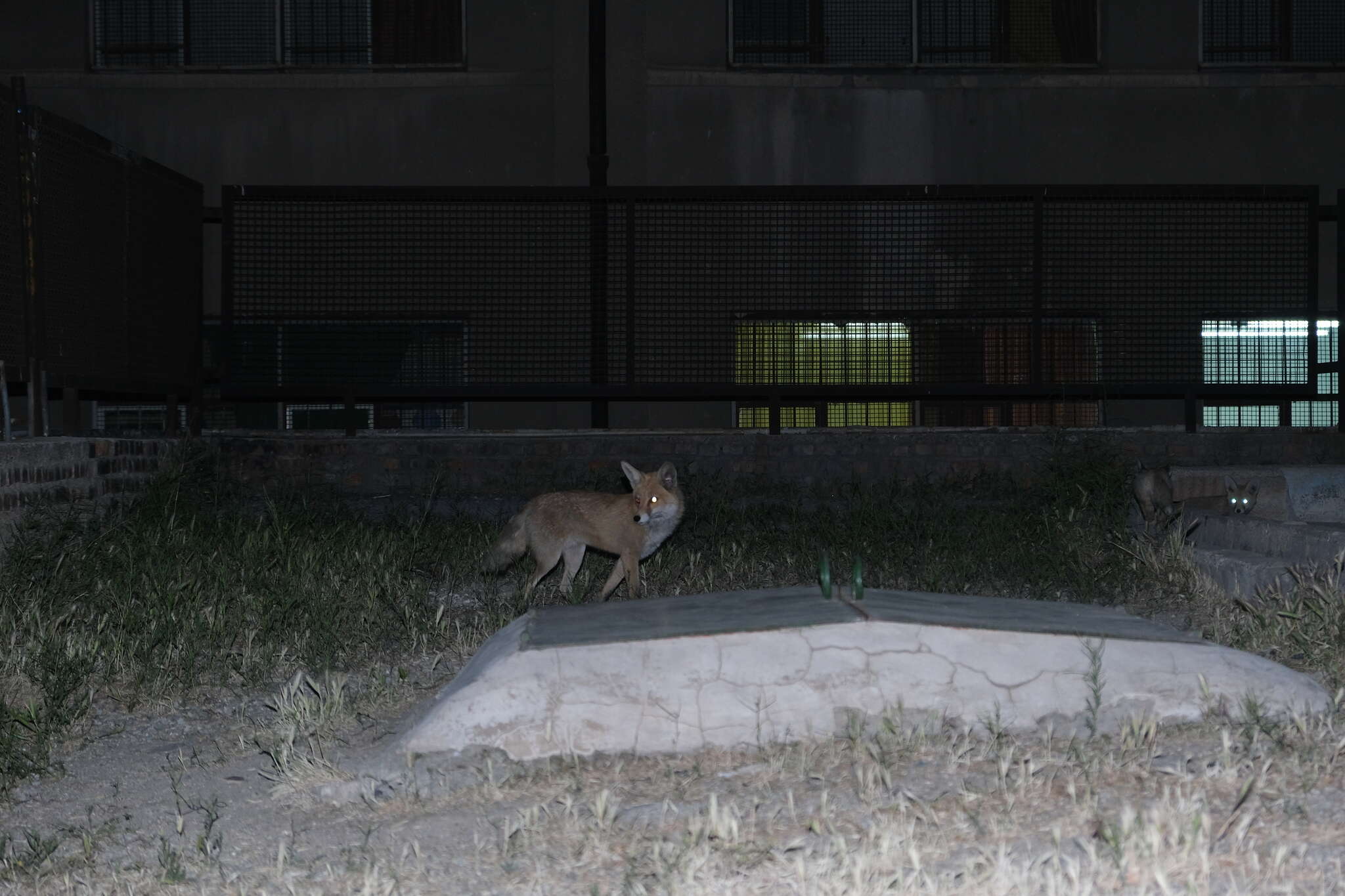 Image of Turkmenian fox