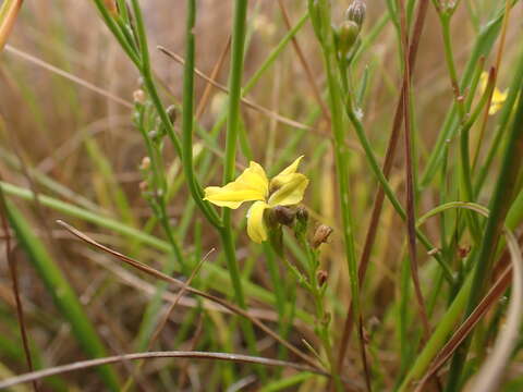 Image of Goodenia gracilis R. Br.