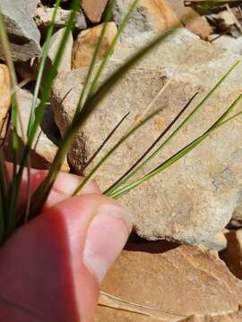 Image of Chionochloa australis (Buchanan) Zotov